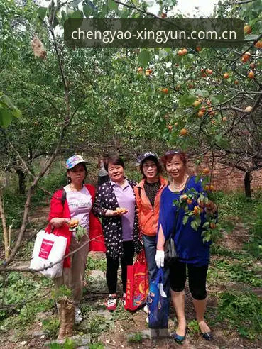 深度揭秘：杏运平台官网注册登录通道怎么下载，一个老用户算的一笔账